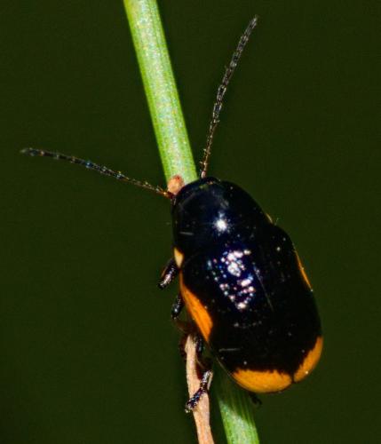 Réf. 346 219 : Cryptocephalus moraei